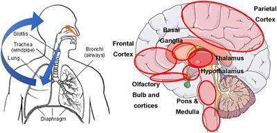 Parkinson's Disease in the Era of a Novel Respiratory Virus Pandemic